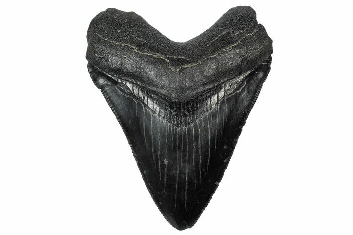 Serrated, Fossil Megalodon Tooth - South Carolina #301831